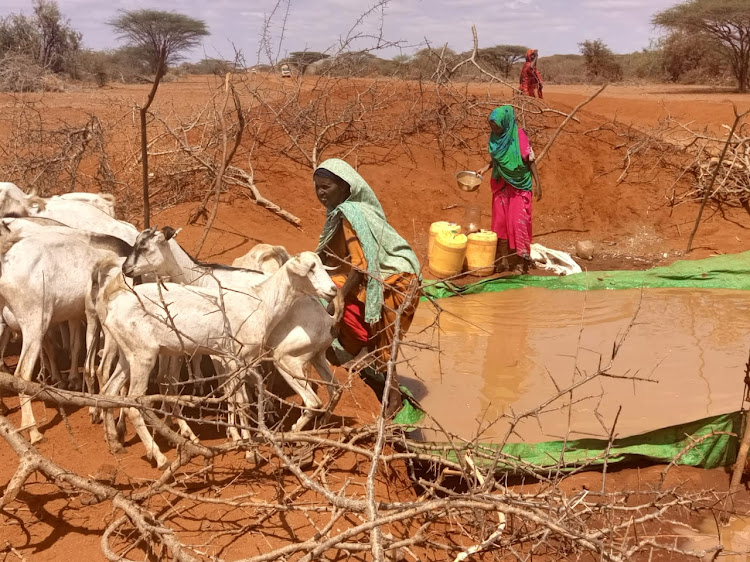 Women and girls share water donated by well-wishers in Garissa at a watering point with their animals.