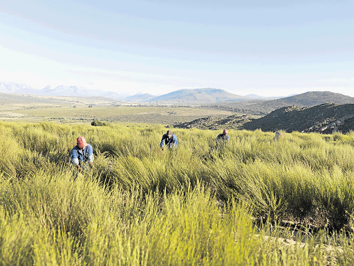 Rooibos harvesters in Clanwilliam, Western Cape, pick the tea leaves that have become popular around the world. File photo.