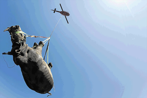 A Huey helicopter lifts a white rhino into the sky at the start of the animal's trip to a new home somewhere in KwaZulu-Natal. Wildlife authorities in the province move rhinos periodically to maintain healthy genetic diversity in the species, but keep their location secret to try to protect them from poachers. The airlift is quicker and less stressful for the rhinos, which are darted with anaesthetics first, than being transported by road. This previously unpublished picture was taken in April