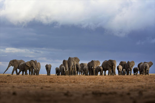 Elephants amble slowly across a dry lakebed in Amboseli National Park in Kenya.