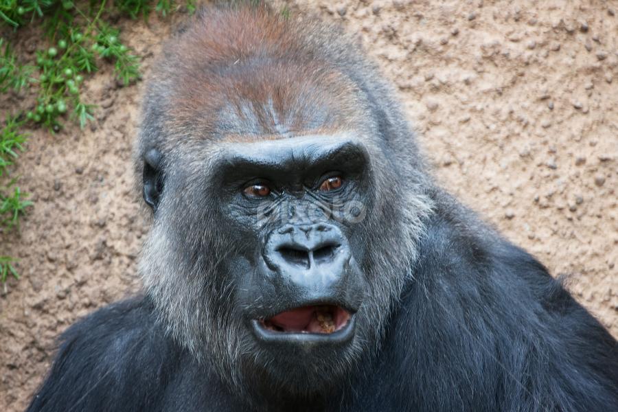 Gorilla Other Mammals Animals Pixoto
