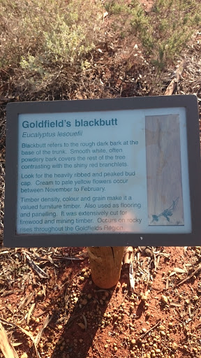 Goldfields Blackbutt 