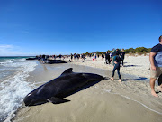 People walk near whales stranded on a beach at Toby's Inlet, Dunsborough, Australia, April 25, 2024.