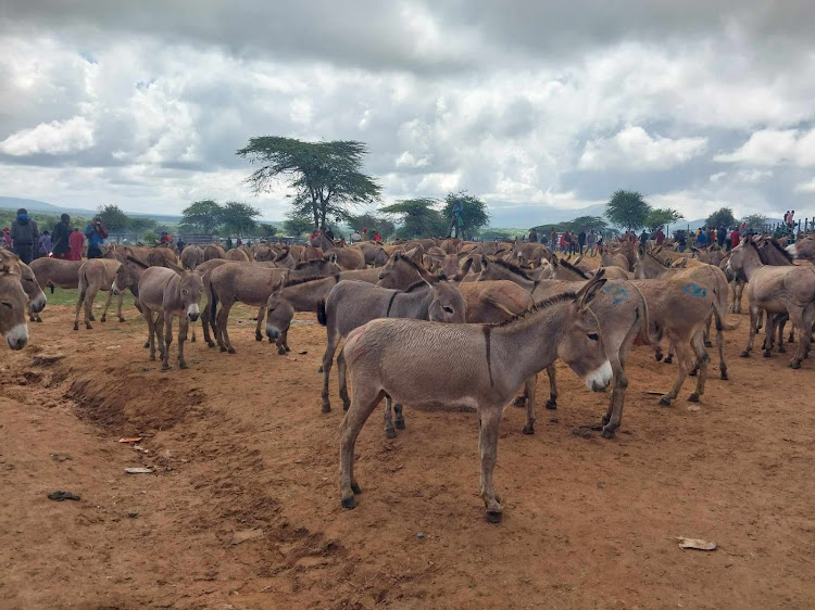 Donkeys and their traders at Illibisil animal market in Kajiado County on December 25, 2023.