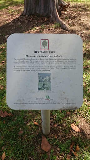 Heritage Tree Mindanao Gum