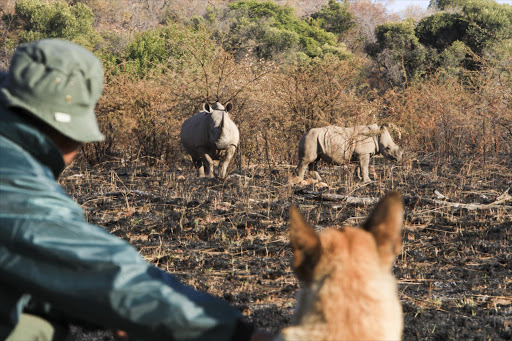 Anti-poaching dog Russell, with his handler, protecting rhinos at the Pilanesburg Nature Reserve. File photo.