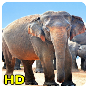 Download elephant wallpaper For PC Windows and Mac