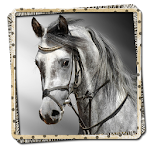 Horses Picture Frames FREE Apk