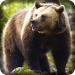 Wild Sniper Animal Hunting 3D Apk