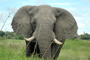 African elephant. File photo.