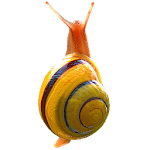 Snail Apk