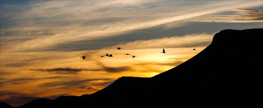 Category finalist: Endangered Africa - Blue cranes fly across a Great Karoo sunset in the Eastern Cape, near Graaff-Reinet, South Africa. According to conservation organisation @Birdlife, this species has declined rapidly, largely owing to poisoning, powerline collisions and loss of its grassland breeding habitat.