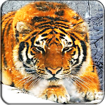 Tiger Live Wallpaper Apk
