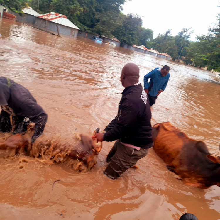 Residents rescue animals as Ahero Police Station camp flooded on May 5, 2024 after River Nyando broke its banks.