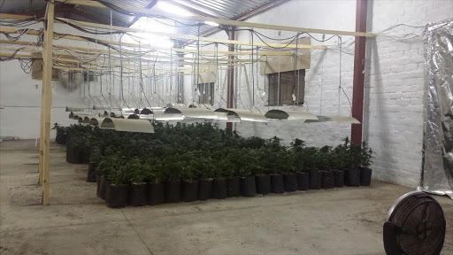 "From what we have heard, the potency of these plants is immense. The demand, especially for this dagga, is huge," the officer said.