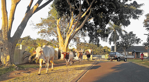 HOOFING IT: Bovine herds disturb traffic in Veldenvlei, in Richards Bay, KwaZulu-Natal
