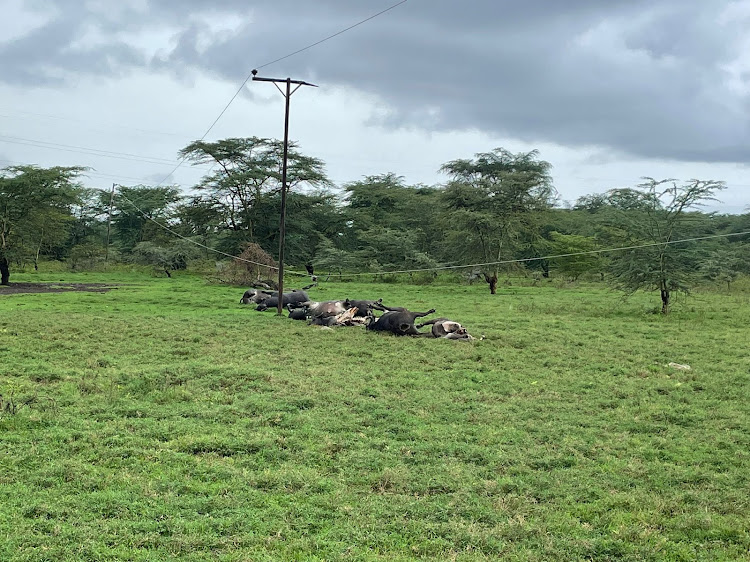 Eight buffaloes electrocuted near Wildlife Clubs of Kenya in Lake Nakuru National Park.