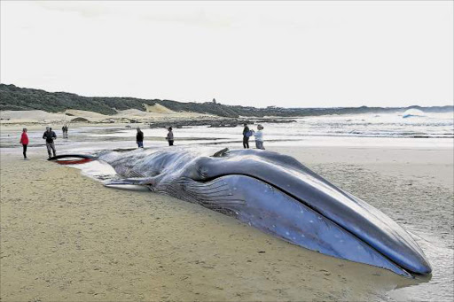 TRAGIC LOSS: A 40-ton fin whale that became stranded on a sand bank at Cove Rock was found dead yesterday morning despite efforts to save it on Sunday. Experts said the 22m-long, fully grown mammal probably died of exhaustion Picture: STEPHANIE LLOYD