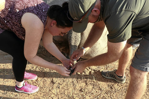 Sunday Times Lifestyle writer Sanet Oberholzer helps collect a rhino DNA sample during a conservation safari at Marataba Conservation Camps.