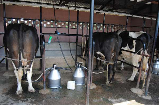 EXPENSIVE: Dairy cows belonging to a farmer Willy Kirwa in Eldoret. Animal insurance is now available.