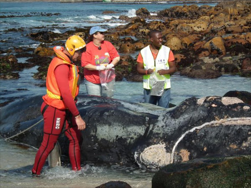 The National Sea Rescue Institute removes the dead body of the Southern Right whale which beached last night. Photo courtesy of the Save Our Seas Foundation.