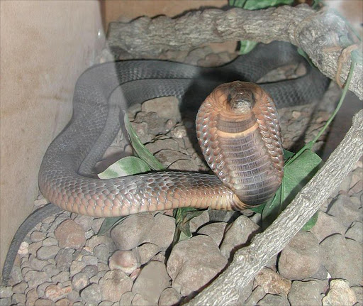 An Egyptian cobra. File photo. A woman in Pretoria was bitten by this neurotoxic snake, whose venom attacks the nervous system.