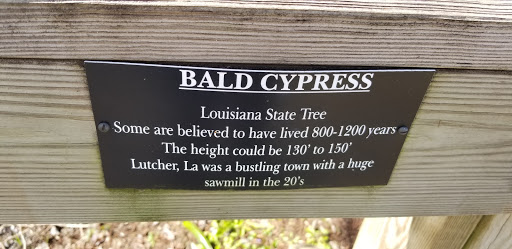 Louisiana State Tree. Some are believed to have lives 800-1200 years. The height could be 130' to 150'. Lutcher, LA was a bustling town with a huge sawmill in the 20's.