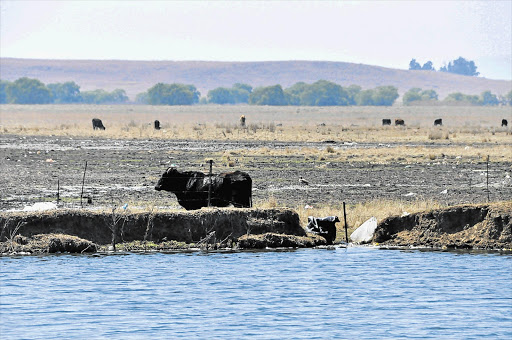 FOUL DRINK: Cattle graze at Seekoeivlei at Memel. Farmers have complained that their cattle frequently die from drinking unclean water.