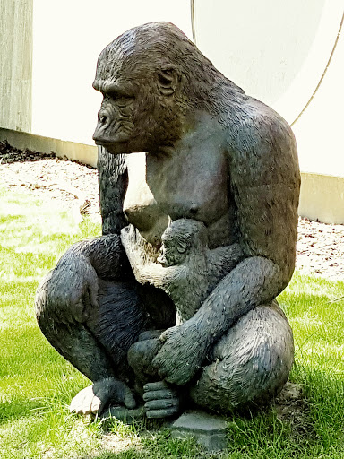 Gorilla Met Baby