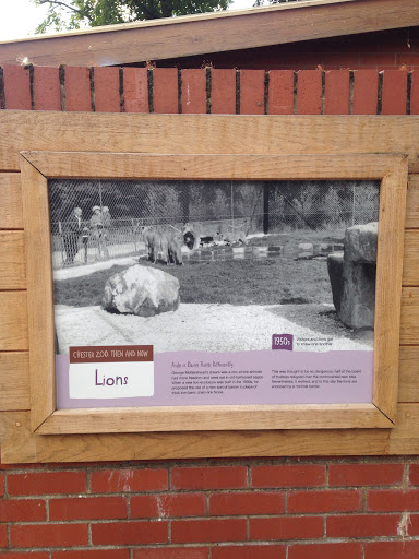 Chester Zoo: Then And Now-Lions