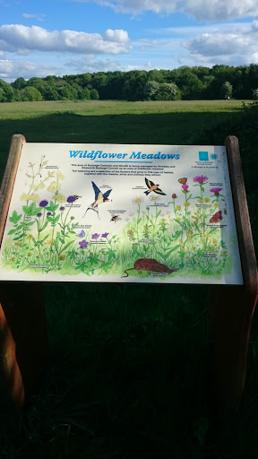 Wildflower Meadows 