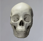 Skull 38