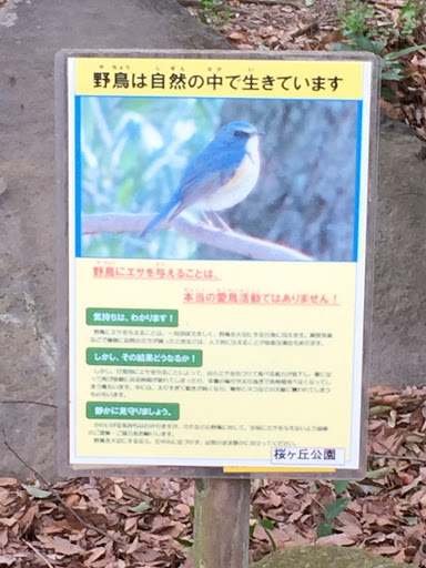 野鳥