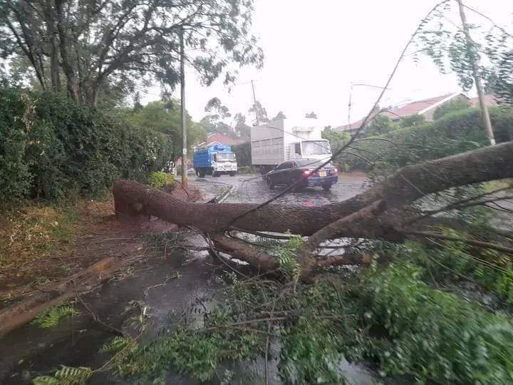 A tree fallen a road in Nairobi on Tuesday, February 27, 2024.
