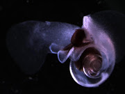 A pelagic pteropod. File picture.