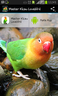 How to get Master Kicau Lovebird patch 1.0 apk for laptop