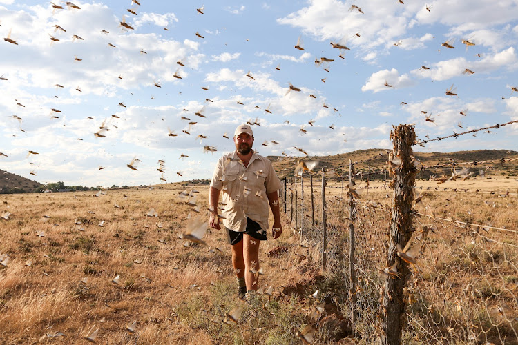 Middelburg farmer CJ Fouche walks through a swarm of locusts that devastated the Karoo in 2021. This picture by Werner Hills was the most recent from Weekend Post to win a regional Vodacom Journalist of the Year Award