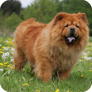 Chow Chow Pack 3 Wallpaper.apk 1.0