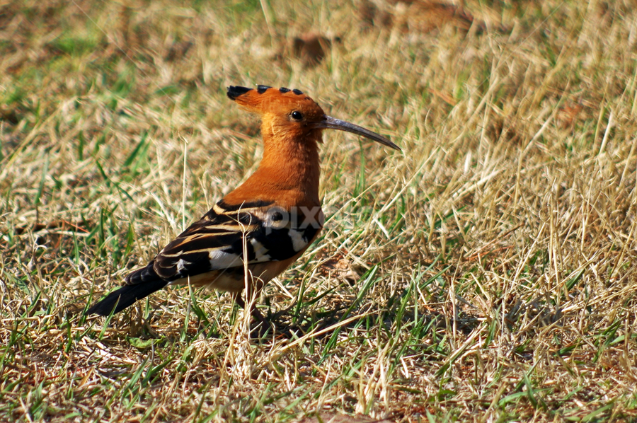 Evening Hoepoe by Ingrid Anderson-Riley - Animals Birds