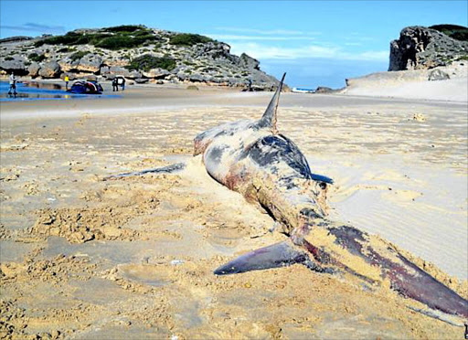 BAY WATCH: The East London Aquarium has asked anglers not to catch and release sharks that have been attracted to the decomposing fin whale at Cove Rock beach after a dead copper shark washed up earlier this week. The whale carcass will be left to decompose to enable the East London Museum to perform research on its skeleton Picture: SUPPLIED