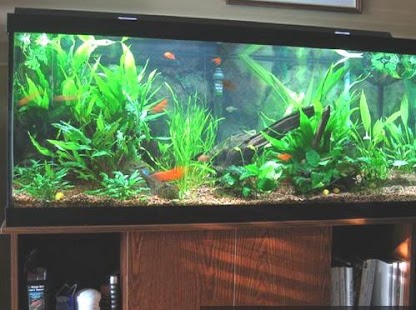 How to install diy fish tank 4.0 mod apk for laptop