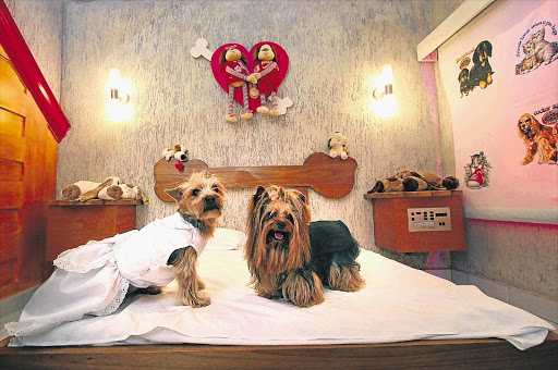 PIMPED POOCHES: Yorkshire terriers Billy and Jully at a Brazilian pet motel. 'We have thrust our pets into a truly bizarre position of privilege'