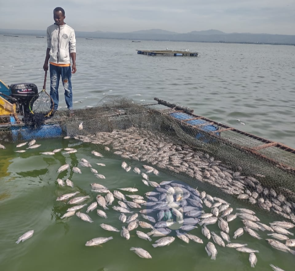 Dead fish being removed from the fish cages in Lake Victoria