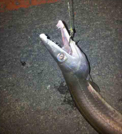 SATAN’S CHILD: The massive Cape Conger eel caught in the Kowie River recently Picture: MARK BURGESS