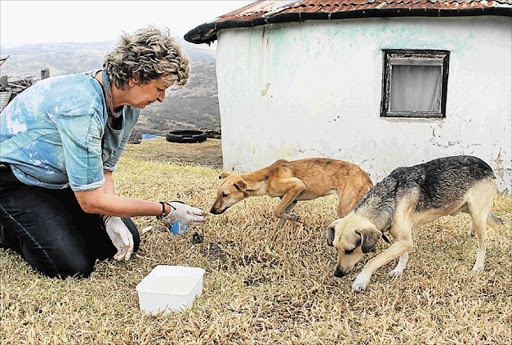 HOLISTIC HELP: Fine art photographer and Buckaroo campaign founder Marlene Neumann has devised a corporate team-building concept based on ‘The Apprentice’ show in which participants raise money to provide dog food, medication, kennels, dog collars and sterilisation funds for rural township dogs and help her care for needy dogs like these Picture: BARBARA HOLLANDS