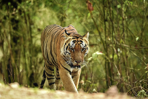 The NSPCA has laid criminal charges after finding 51 tigers kept in unhygienic conditions at a game farm outside Klerksdorp.