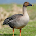 Duck and gees Anrufer