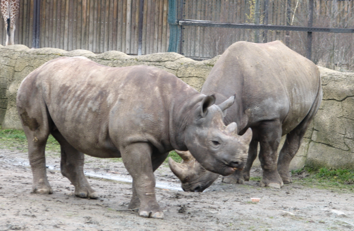 Two rhino at the Dvůr Králové Zoo in the Czech Republic.