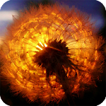 Dandelion Wallpaper Apk