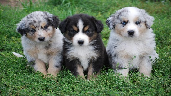 How to mod Australian Shepherd Wallpapers 1.0 unlimited apk for bluestacks